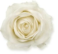 Avalanche+ - Witte rozen - 1 stuk