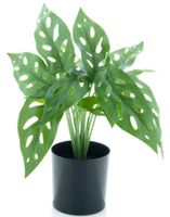 Monstera plant in pot green 30cm