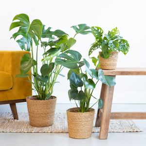 Monstera Plantenbox (3 stuks)
