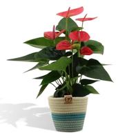 Anthurium andreanum Sweet Dream incl. PURE mand - 45cm - Ø12 Anthurium andreanum Sweet Dream incl. PURE mand - 45cm - Ø12