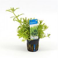 Pogostemon helferi - 6 stuks - aquarium plant - thumbnail