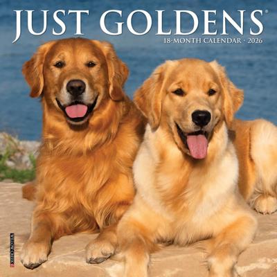 Golden Retriever Kalender 2026 Mini