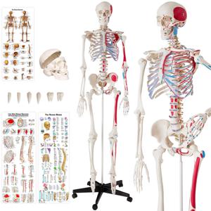 tectake® - Skelet anatomie medisch model - 180cm + Anatomie poster - spier- en botmarkering - 400963