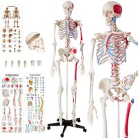tectake® - Skelet anatomie medisch model - 180cm + Anatomie poster - spier- en botmarkering - 400963