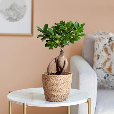 plantje.nl, Vetplanten, Makkelijke kamerplanten, Kantoorplanten, Groene Zon Woonkamer, Kamerplanten, Ficus Ginseng, Groen, Groene bladeren, Dikke