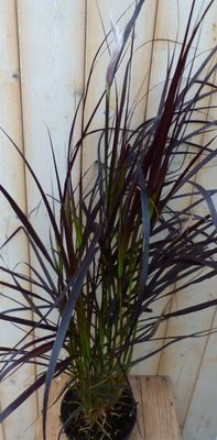 Rood gras GROOT 100 cm - Warentuin natuurlijk