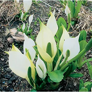 Witte moerasaronskelk klaar in vijvermand / Lysichiton camtschatcensis