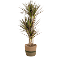 Dracaena Marginata Magenta met mand Ø21cm - ↕110 - 130cm - thumbnail