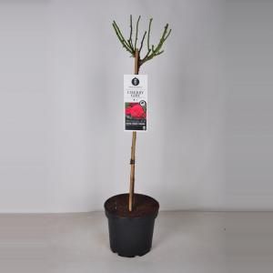 Rozen Cherry Girl op stam - Stam 70 cm - 3 stuks