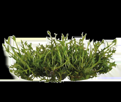 AquaVitaal Easy Grow Gratiola Viscidula