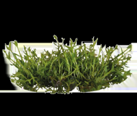 AquaVitaal Easy Grow Gratiola Viscidula