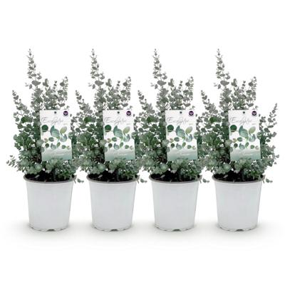 Green boutiQ - Terrasplant - Eucalyptus boom - Eucalyptus gunni - Grijs - 4 Planten - Winterhard - Pot 17cm Hoogte 40cm