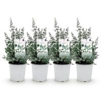 Green boutiQ - Terrasplant - Eucalyptus boom - Eucalyptus gunni - Grijs - 4 Planten - Winterhard - Pot 17cm Hoogte 40cm