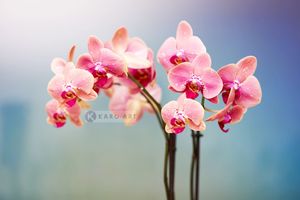 Karo-art Afbeelding op acrylglas - Orchidee
