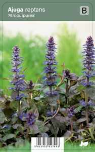 Vips Ajuga Reptans Atropurpurea - Zenegroen
