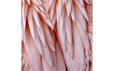 Goossens Schilderij Pink Feather, 74 x 74 cm