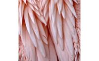 Goossens Schilderij Pink Feather, 74 x 74 cm