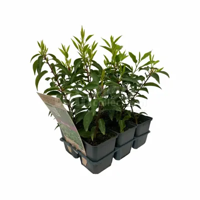 Portugese Laurierhaag - Prunus lus. 'Angustifolia' 6-Pack
