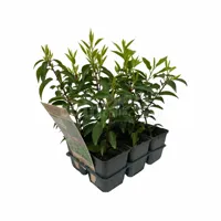 Portugese Laurierhaag - Prunus lus. 'Angustifolia' 6-Pack