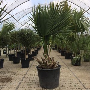 Dwergpalm Minor Sabal minor h 80 cm - Warentuin Natuurlijk