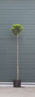 2 stuks! Portugese laurier bolvorm Prunus lusitanica h 210 cm st. omtrek 8 cm st. h 180 cm boom - Warentuin Natuurlijk