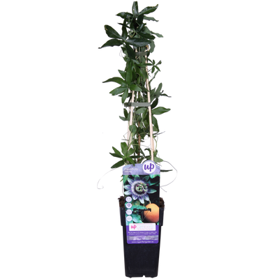 Passiflora caerulea - ↨65cm - Ø15