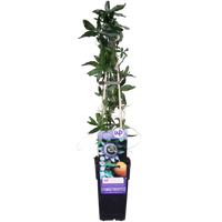 Passiflora caerulea - ↨65cm - Ø15