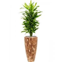 Plant in Pot Dracaena Fragrans Golden Coast 165 cm kamerplant in Baq Facets Jenga 35 cm bloempot