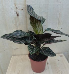 Calathea Orbifolia Pauwenplant groen blad roze strepen 30 cm - Warentuin Natuurlijk