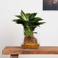 Philodendron White Wave - Hydroponie Philodendron White Wave - Hydroponie