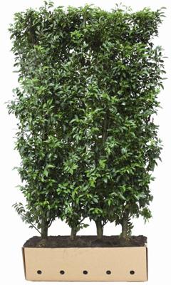 Prunus lusitanica 'Angustifolia' Heg - Quickhedge