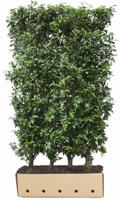Prunus lusitanica 'Angustifolia' Heg - Quickhedge