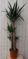 Palmlelie Yucca Elephantipes potmaat 26 cm H140-160 cm 3 stammen kamerplant Warentuin Natuurlijk - Warentuin natuurlijk