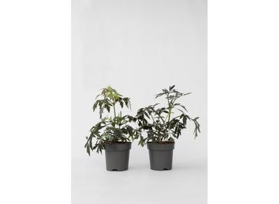 Sambucus 'Black Lace' - set of 2