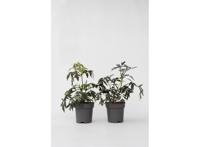 Sambucus 'Black Lace' - set of 2