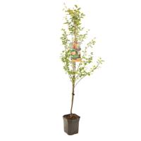 Abrikoos Prunus armeniaca tros oranje
