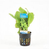 Echinodorus parviflorus - 6 stuks - aquarium plant - thumbnail