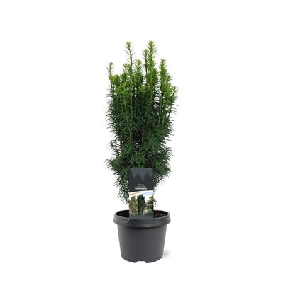 Venijnboom
