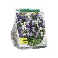 Bloembollen Brodiaea Mix per 50 stuks Baltus - Baltus