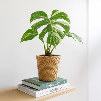 Monstera Variegata - P15