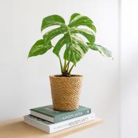 Monstera Variegata - P15