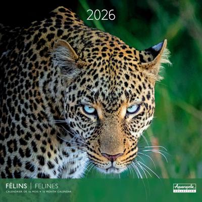 Grote Katten Kalender 2026