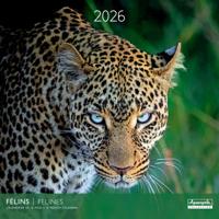 Grote Katten Kalender 2026