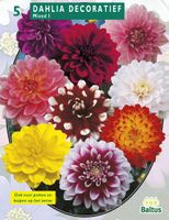 Zomer Bloembollen Dahlia Decoratief Mixed per 3 Baltus - Baltus