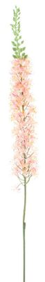 Eremurus spray pink 110cm