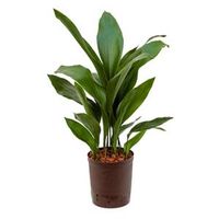 Aspidistra elatior M hydrocultuur plant