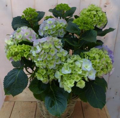 Hortensia Hydrangea in een mand blauw Warentuin Natuurlijk - Warentuin natuurlijk