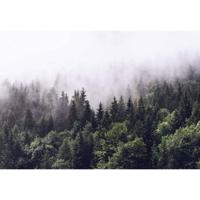 Fotobehang - Foggy Forest 366x254cm - Papierbehang - thumbnail