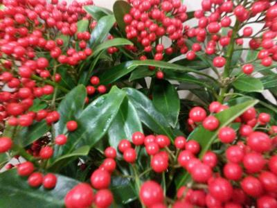 Skimmia met bes 40 cm - Warentuin natuurlijk