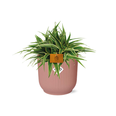Chlorophytum Ocean 15cm in ELHO Vibes Fold 16cm round delicate pink